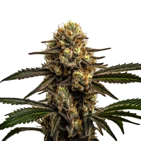 House420 Amnesia Kush x Apple Fritter – Feminisierte Samen